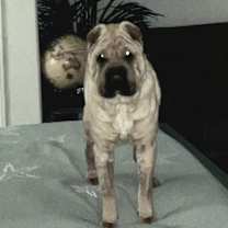 Thumbnail photo of Honey aka Dolce #4