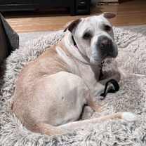 Thumbnail photo of Camilla (aka Cami) #3