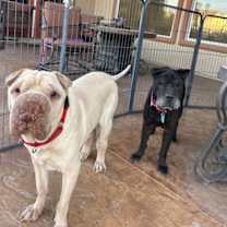 Thumbnail photo of Baron #3