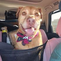 Thumbnail photo of Dolce #1