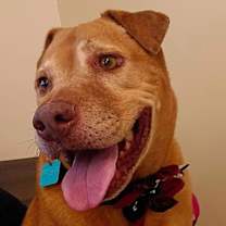 Thumbnail photo of Dolce #4