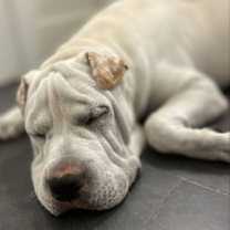 Thumbnail photo of Turbo #2