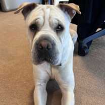 Thumbnail photo of Camilla (aka Cami) #2