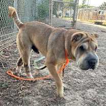 Thumbnail photo of Gordon #4