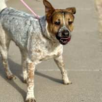 Thumbnail photo of Panchito* #4