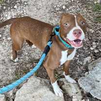 Thumbnail photo of ROSALIE #3