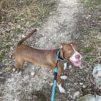 Thumbnail photo of ROSALIE #4