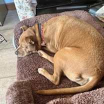 Thumbnail photo of Brandy #4