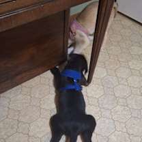 Thumbnail photo of Trixie #3