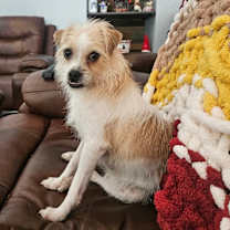 Thumbnail photo of Ginger #1