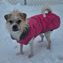 Thumbnail photo of Ginger #3