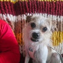 Thumbnail photo of Ginger #4