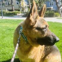 Thumbnail photo of Gus #4