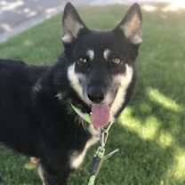 Thumbnail photo of Lancer #4