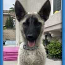 Thumbnail photo of Bandit #1