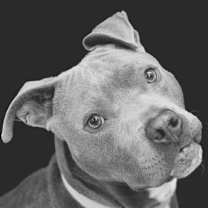 Thumbnail photo of Denver IN FOSTER #2