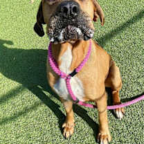 Thumbnail photo of SAMPSON #3