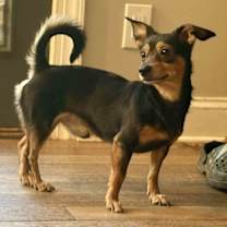 Thumbnail photo of Hammy #1