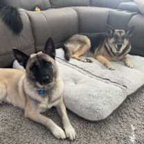 Thumbnail photo of Phoenix #2