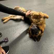 Thumbnail photo of Dakota #4