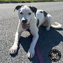 Thumbnail photo of Lil Lucy #4