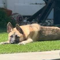 Thumbnail photo of Enzo #1