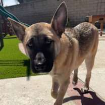 Thumbnail photo of Enzo #2