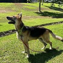 Thumbnail photo of Rex #4