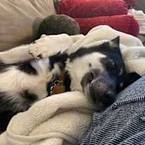 Thumbnail photo of Lancer #3