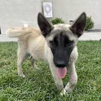 Thumbnail photo of Bandit #3