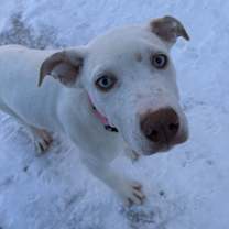 Thumbnail photo of Milo #2