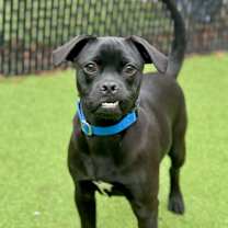 Thumbnail photo of Penguin (Mall of NH) #2