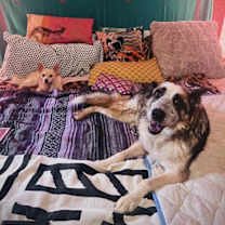 Thumbnail photo of Gypsy #2