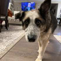 Thumbnail photo of Gypsy #3