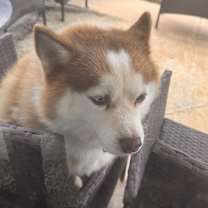 Thumbnail photo of Bamsi #1