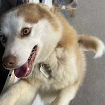 Thumbnail photo of Bamsi #2