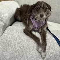 Thumbnail photo of Sadie #1