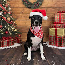 Thumbnail photo of Daisy II #1