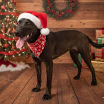 Thumbnail photo of Dolly #1