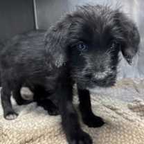 Thumbnail photo of 59766735 #1