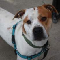 Thumbnail photo of Gator #2