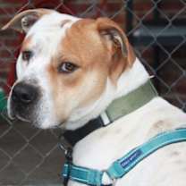 Thumbnail photo of Gator #3