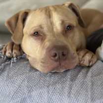 Thumbnail photo of CHESTER #1