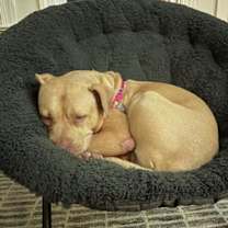 Thumbnail photo of CHESTER #3