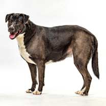 Thumbnail photo of Rue #2