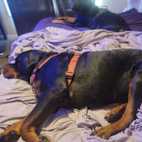 Thumbnail photo of Bear #1