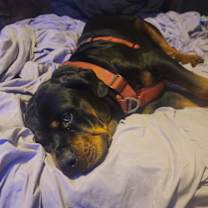 Thumbnail photo of Bear #2