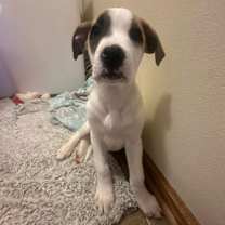 Thumbnail photo of Cookie #1