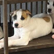 Thumbnail photo of Cookie #3