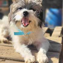 Thumbnail photo of CARTER in RHODE ISLAND #1